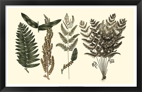 Framed Fern Leaf Folio I Print