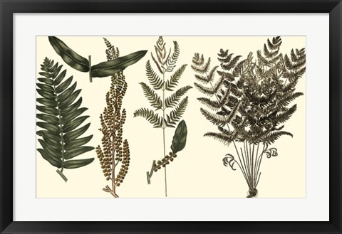 Framed Fern Leaf Folio I Print