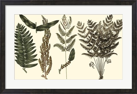 Framed Fern Leaf Folio I Print