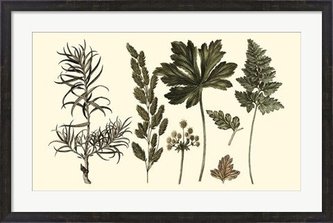 Framed Fern Leaf Folio II Print