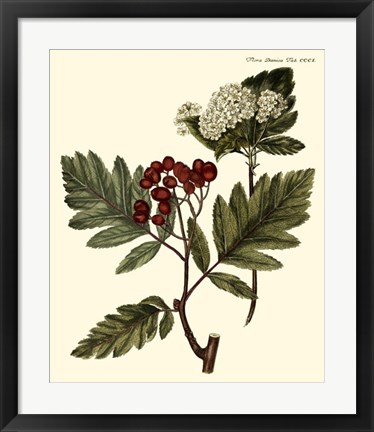 Framed Hawthorne Tree Print