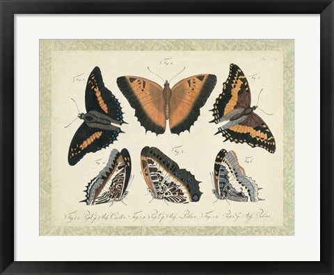 Framed Bookplate Butterflies Trio I Print