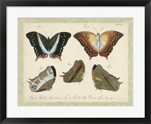 Framed Bookplate Butterflies Trio III Print