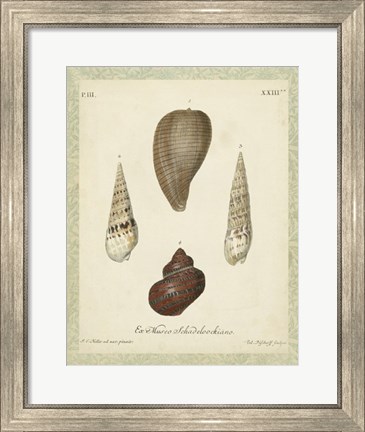 Framed Bookplate Shells V Print