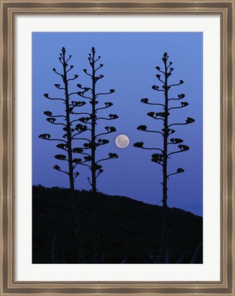 Framed moon rising between agave trees, Miramar, Argentina Print