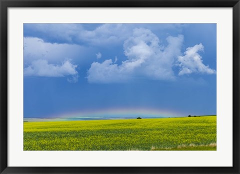 Framed low altitude rainbow visible over the yellow canola field, Gleichen, Alberta, Canada Print