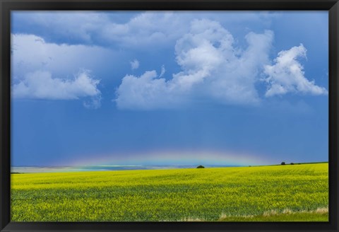 Framed low altitude rainbow visible over the yellow canola field, Gleichen, Alberta, Canada Print