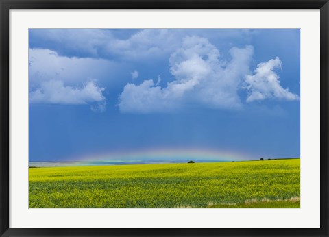 Framed low altitude rainbow visible over the yellow canola field, Gleichen, Alberta, Canada Print