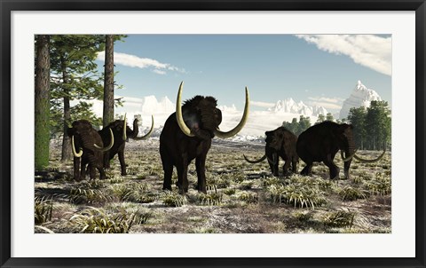 Framed Woolly Mammoths in the prehistoric northern hemisphere Print