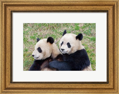 Framed Giant Panda, China Print