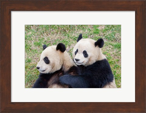Framed Giant Panda, China Print