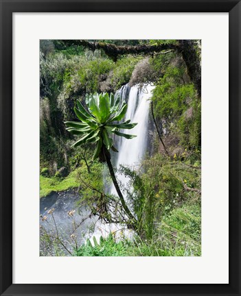 Framed Giant Lobelia in Aberdare National Park, Kenya Print