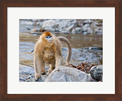 Framed Female Golden Monkey, Qinling Mountains, China Print