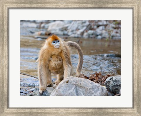 Framed Female Golden Monkey, Qinling Mountains, China Print