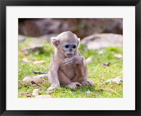 Framed Golden Monkeys, China Print