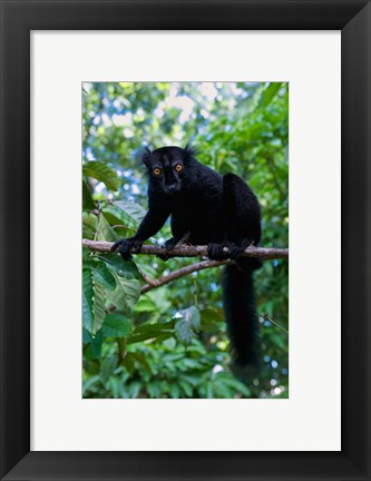 Framed Black Lemur male and female, Lokobe Nature Special Reserve, Northern Madagascar Print