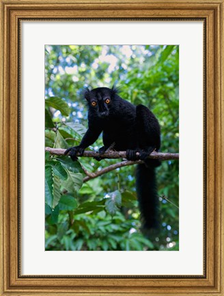 Framed Black Lemur male and female, Lokobe Nature Special Reserve, Northern Madagascar Print