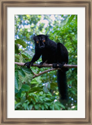 Framed Black Lemur male and female, Lokobe Nature Special Reserve, Northern Madagascar Print