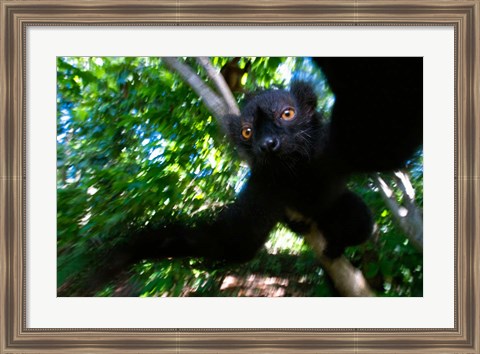 Framed Black Lemurs, Northern Madagascar Print