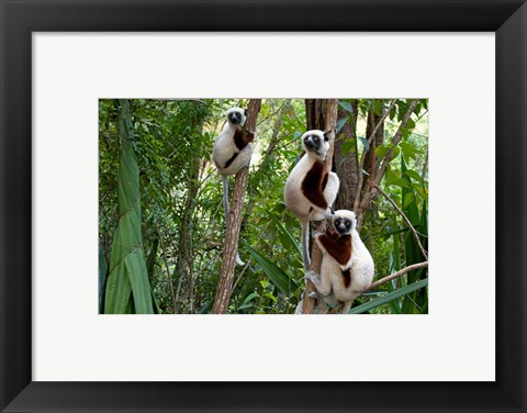 Framed Coquerel&#39;s sifakas, (Propithecus coquereli), Madagascar Print