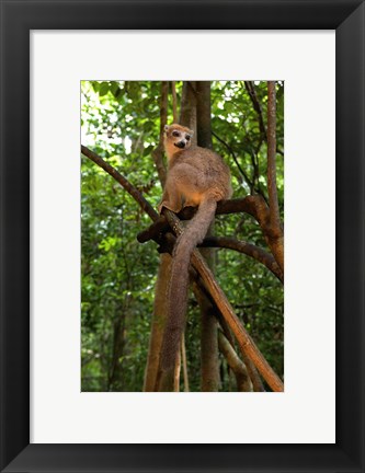 Framed Crowned Lemur (Eulemur coronatus), Ankarana National Park, Northern Madagascar Print