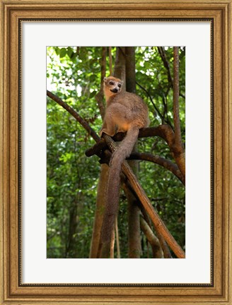 Framed Crowned Lemur (Eulemur coronatus), Ankarana National Park, Northern Madagascar Print