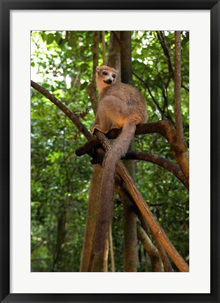 Framed Crowned Lemur (Eulemur coronatus), Ankarana National Park, Northern Madagascar Print