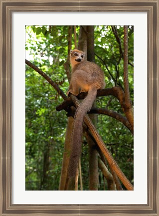 Framed Crowned Lemur (Eulemur coronatus), Ankarana National Park, Northern Madagascar Print