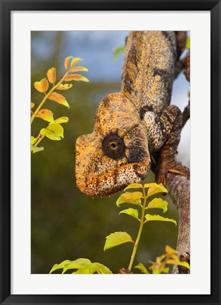 Framed Giant Madagascar or Oustalet&#39;s Chameleon, Montagne des Francais Reserve Antsiranana, Northern Madagascar Print