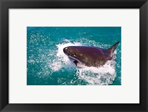 Framed Great White Shark, Capetown, False Bay, South Africa Print