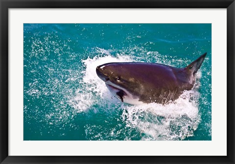 Framed Great White Shark, Capetown, False Bay, South Africa Print