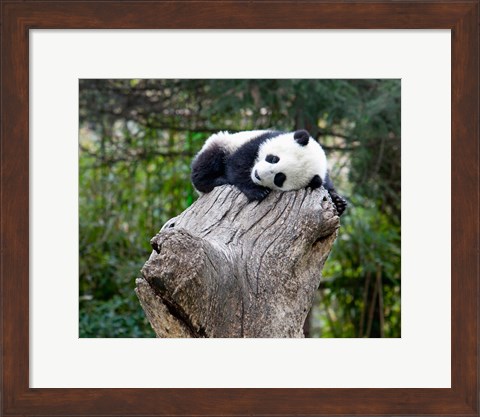 Framed Giant Panda, Wolong Reserve, China Print