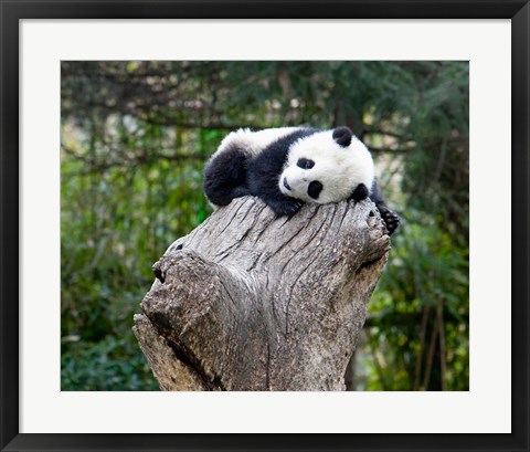 Framed Giant Panda, Wolong Reserve, China Print