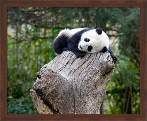 Framed Giant Panda, Wolong Reserve, China Print