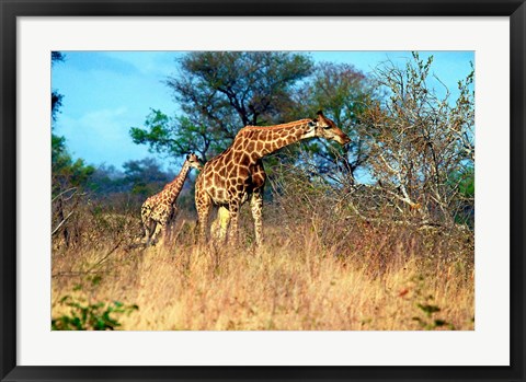 Framed Adult and baby Cape Giraffe, (Giraffa camelopardalis giraffa), Kruger National park, South Africa Print