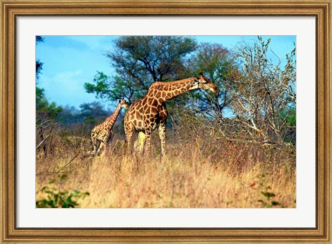 Framed Adult and baby Cape Giraffe, (Giraffa camelopardalis giraffa), Kruger National park, South Africa Print