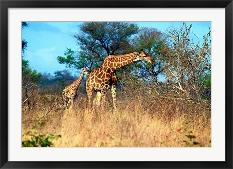 Framed Adult and baby Cape Giraffe, (Giraffa camelopardalis giraffa), Kruger National park, South Africa Print