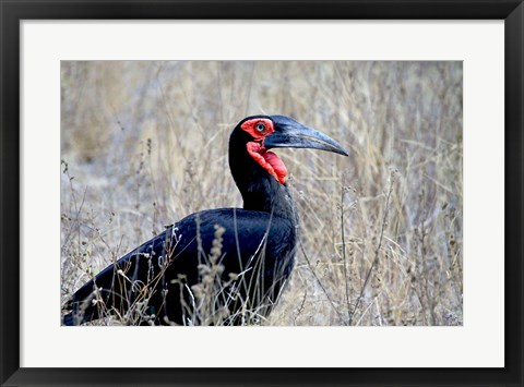 Framed Close-up of a Ground Hornbill, Kruger National Park, South Africa Print