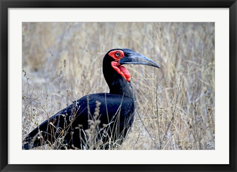 Framed Close-up of a Ground Hornbill, Kruger National Park, South Africa Print