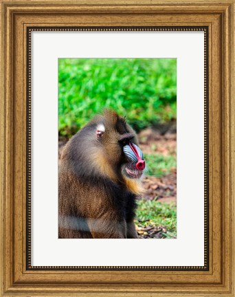 Framed Africa, Cameroon, Limbe. Mandrill at Limbe Wildlife Center. Print