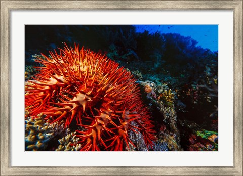 Framed Crown-of-Thorns Starfish at Daedalus Reef, Red Sea, Egypt Print