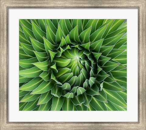 Framed Close up of Giant Lobelia rosette of leaves, Kenya Print