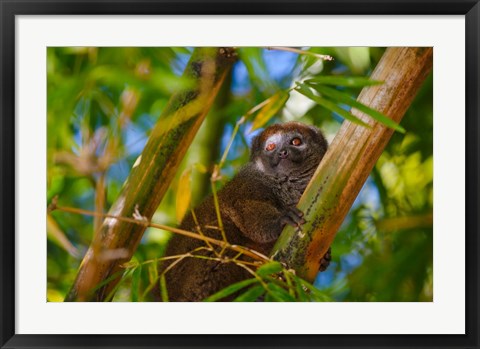 Framed Bamboo lemur in the bamboo forest, Madagascar Print