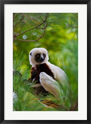 Framed Coquerel&#39;s Sifaka, Perinet Reserve, Toamasina, Madagascar Print