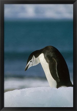 Framed Chinstrap Penguin, Antarctica. Print