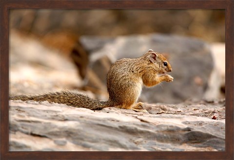 Framed Africa. Tree Squirrel feeding on the ground Print