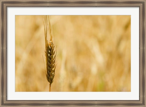 Framed Closeup of Barley, East Himalayas, Tibet, China Print