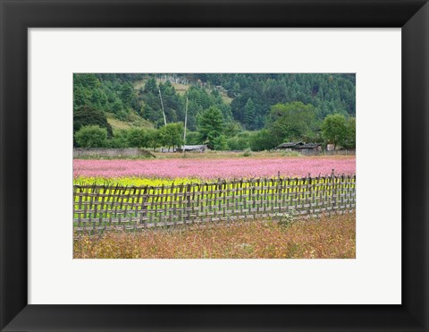 Framed Farmland of Canola and Buckwheat, Bumthang, Bhutan Print