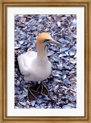 Framed Cape Gannet on the Coast, South Africa Print