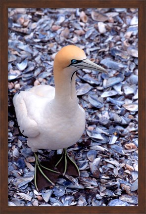 Framed Cape Gannet on the Coast, South Africa Print